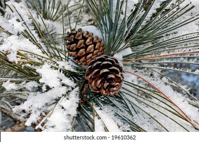 Pine Cones Covered In Frost And Snow