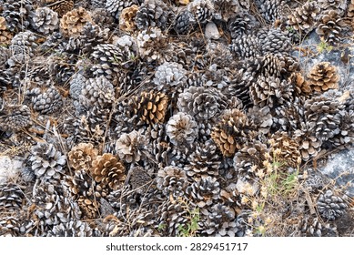 Pine cones covering forest ground texture and natural background.