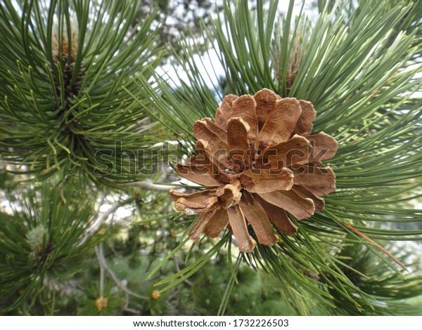 Pine Cones Endemic Bosnian Pine Pinus Stock Photo 1732226503 | Shutterstock