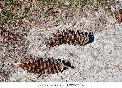 the pine cones fallen to the ground