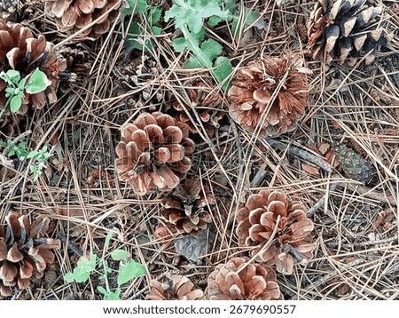 Pine cones and fallen pine needles lie on the forest floor. Small green plants are also visible among them.