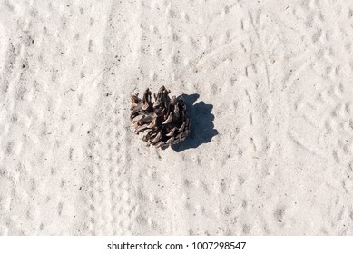 pine cones falling off pine trees on sand.