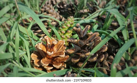 Pine Cones In The Forest.Two Large Dry Open Cones Lie On The Grass, Ground In The Forest