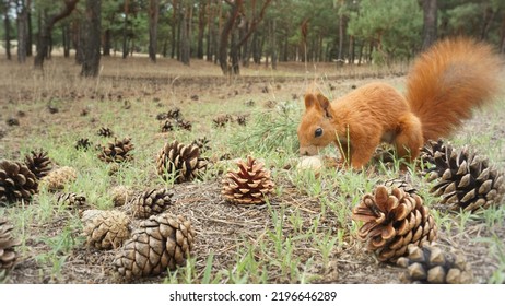 Pine Cones In The Forest.The Squirrel Is Looking, Found A Nut, A Lot Of Big Pine Cones Lies On The Grass