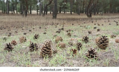 Pine Cones In The Forest.A Lot Of Large Dry Brown Cones Lie On The Grass On The Ground In The Forest