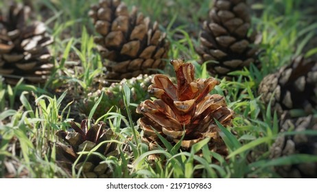 Pine Cones In The Forest.A Large Dry Red, Yellow Cone Lies On The Grass, On The Ground In The Forest