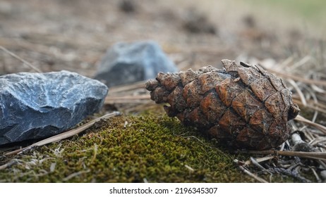 Pine Cones In The Forest.A Large Wet Closed Cone Lies On The Grass On The Ground Near A Stone In The Forest