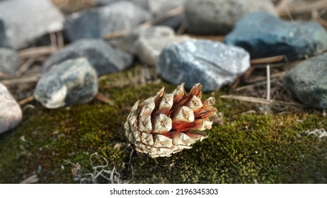 Pine Cones In The Forest.A Small Dry Open Cone Lies On The Grass On The Ground In The Forest