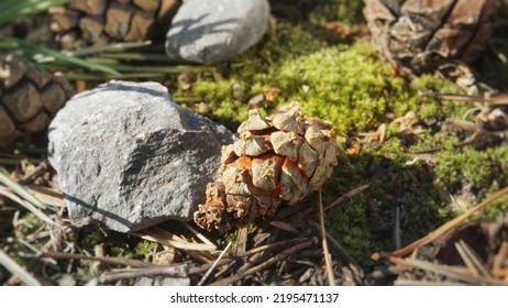 Pine Cones In The Forest.A Small Fiery Dry Closed Cone Lies On A Stone On The Ground On The Grass In The Forest