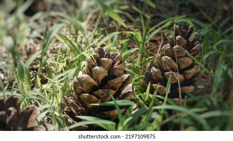 Pine Cones In The Forest.Large Dry Closed Cones Stand In The Grass, Lie On The Ground