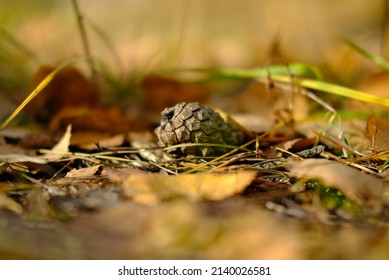 Pine Cones Grass In The Autumn Forest