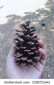 Pine cones in hand