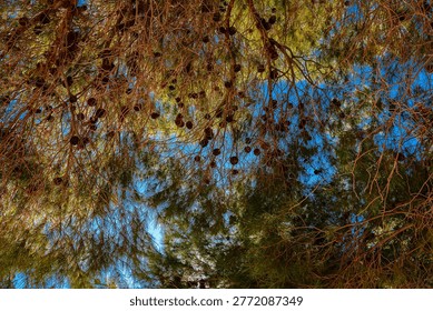 Pine cones hang from long thin branches among clusters of green pine needles with sunlight filtering through the foliage against a bright blue sky in a peaceful forest setting