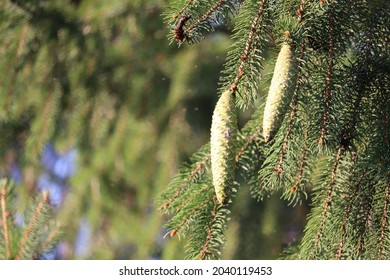 Pine Cones Hanging A Sugar Pine Conifer Tree