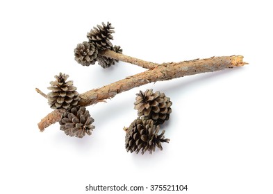 Pine Cones Isolated On White Background