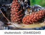 pine cones located in the pine resin place