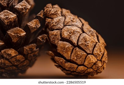 Pine cones in macro photography. Pinecone. Pine cone closeup. Pine cone in macro. Pine cone texture