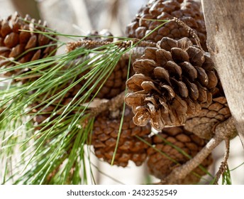 Pine cones and pine needles, natural composition