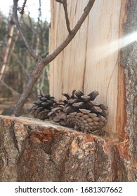 Pine cones and old trees