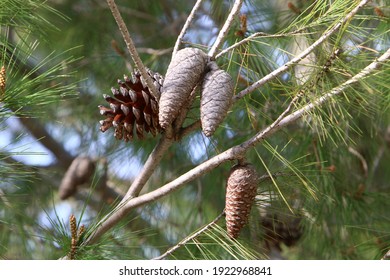 pine cones on the background of branches with green needles