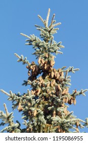 Pine Cones On Blue Spruce