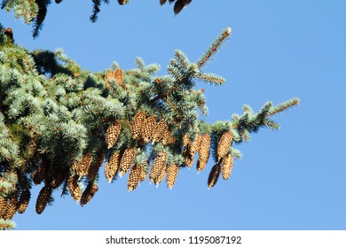 Colorado Blue Spruce Tree Images, Stock Photos & Vectors | Shutterstock