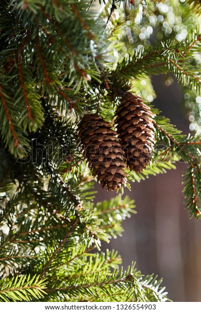 Pine cones on branch. Pine Cone,\
Spruce Tree, Cedar Tree, Pine Wood, Needle - Plant\
Part.