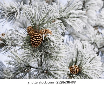 Pine cones on a pine branch covered in snow on a cold winter morning  - Powered by Shutterstock