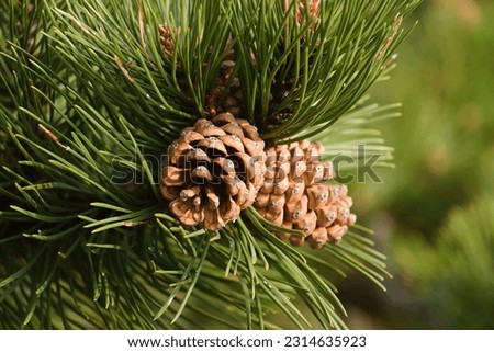 pine cones on a branch in the forest