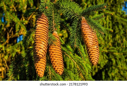 Pine cones on the branches. Pine cones closeup. Pine cones