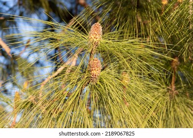 Pine cones on coniferous pinetree natural background