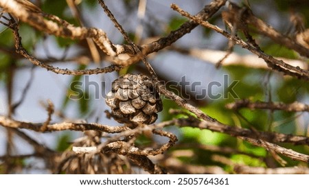 pine cones on dry tree