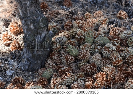 Pine cones on the ground covered with dry pine needles in the forest in early spring