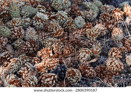 Pine cones on the ground covered with dry pine needles in the forest in early spring
