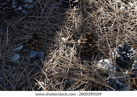 Pine cones on the ground covered with dry pine needles in the forest in early spring