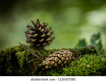 pine cones on moss