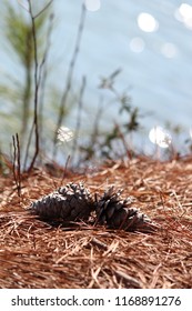 Pine cones on pine needles