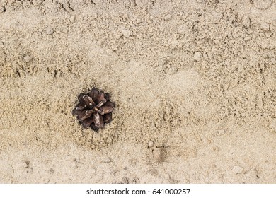 pine cones on the sand, selective focus