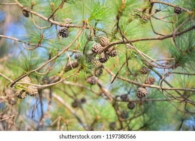 Pine cones on pine tree in forest.
