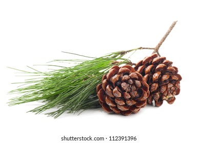 Pine Cones On A White Background