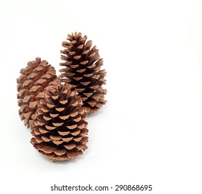 pine cones on a white background