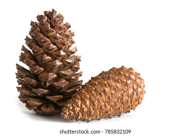 Pine Cones On White Background