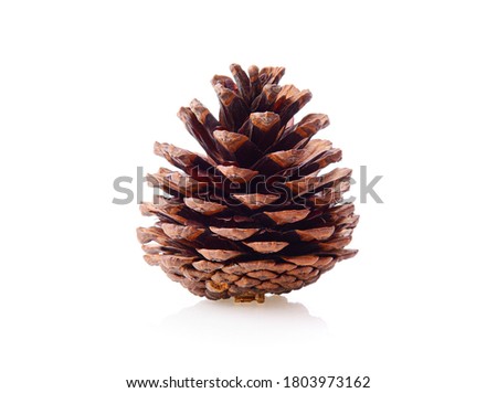 pine cones on a white background