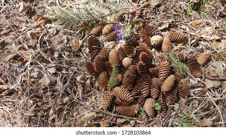 pine cones are in a pile