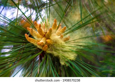 
pine cones and pine plant pollen christmas tree
