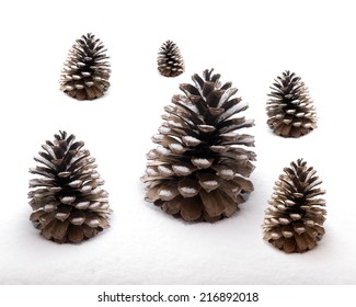 Pine Cones In Snow