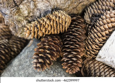 Pine cones and spruce.