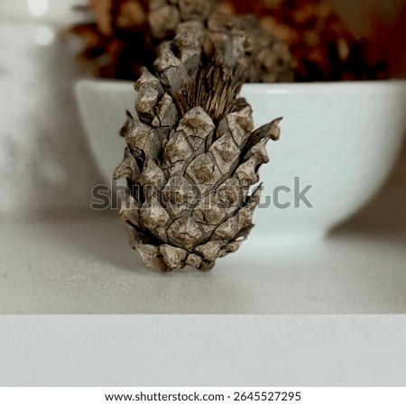 Pine cones (strobils) are modified shoots in which pine seeds develop. They can be male and female