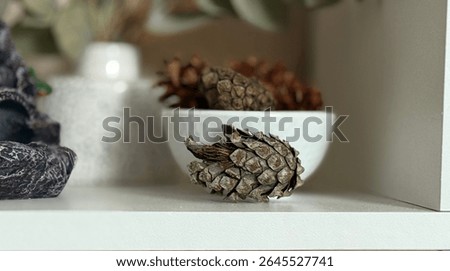 Pine cones (strobils) are modified shoots in which pine seeds develop. They can be male and female
