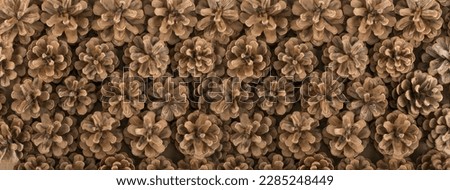 Pine Cones Texture Background, Pinecone Pattern, Natural Coniferous Banner, Spruce Pine Cone Mockup with Copy Space Top View